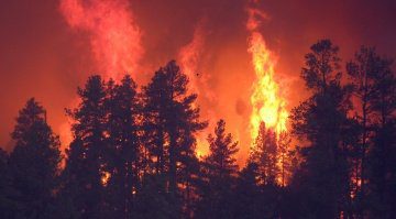 Waldbrand Feuer Bäume