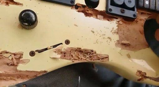 Woodworm-Infestation-found-by-Guitar-Clinic-in-Equador
