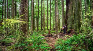 Nachhaltige Gitarren für ein Fortbestehen der Regenwälder