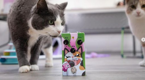 B-Music The Meowdulator：Endlich ein Katzenpadel！